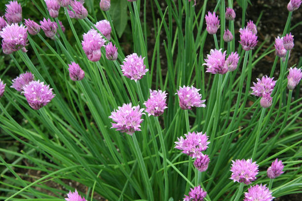 Chive (Allium schoenoprasum)