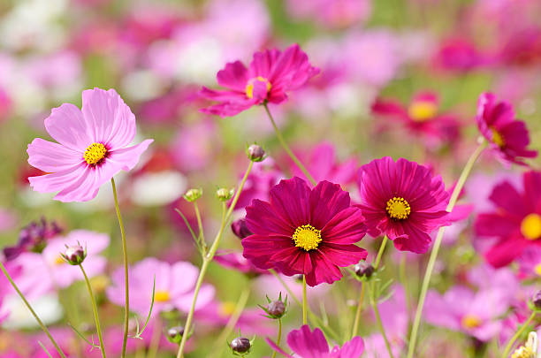 Cosmos flower