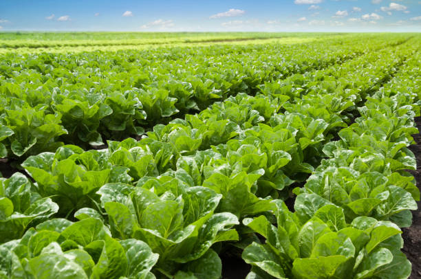 Growing lettuce in rows in a field on a sunny day.