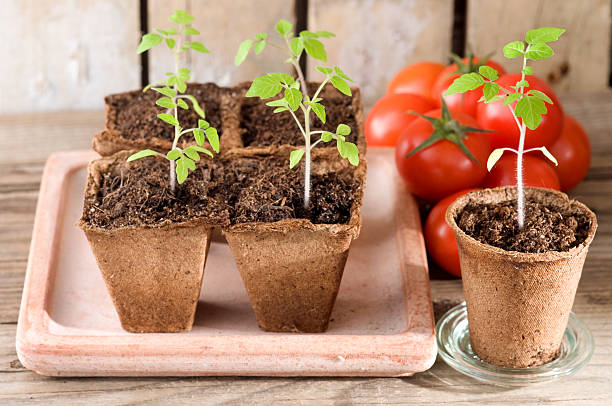 Young tomato plants and ripe tomatoes on weathered wood