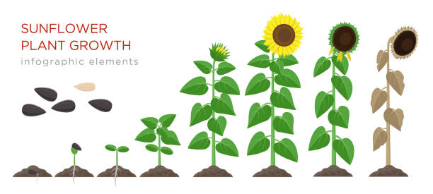 Sunflower growing process vector illustration flat design. Planting process of sunflowers. Growth stages from seed to flowering and fruit-bearing plant with yellow flowers isolated on white background.
