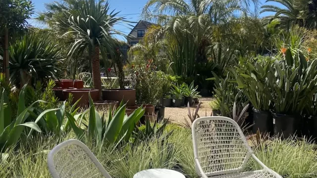 flora 2 (1)