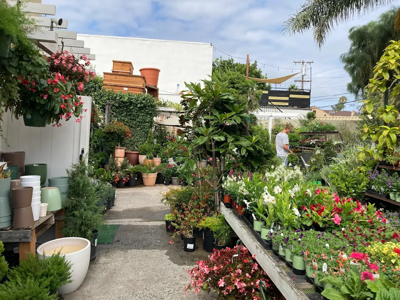 green garden (1)