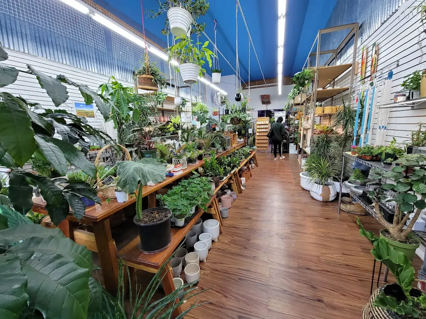 PLANTLUSH (1)