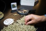 Green Coffee Analysis