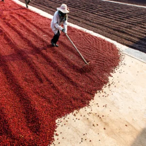Natural Coffee Processing