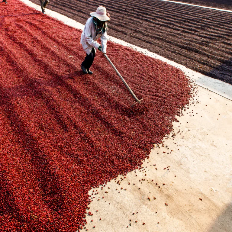 Natural Coffee Processing