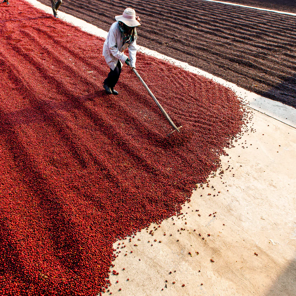 Natural Coffee Processing